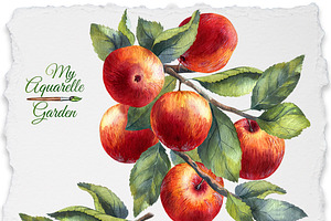 Apple Watercolor Clipart