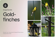 6 Image Bundle: Gold Finches, a Nature Photo by Happiestscone Photography (Thumbnail 1 of 2)