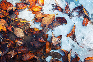 Leaves frozen in ice, a Nature Photo by BOOCYS