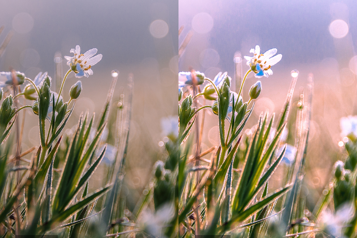 10 Meadows Lightroom Presets, a Preset Add-On by RamsaGraphi (Photo 8 of 10)