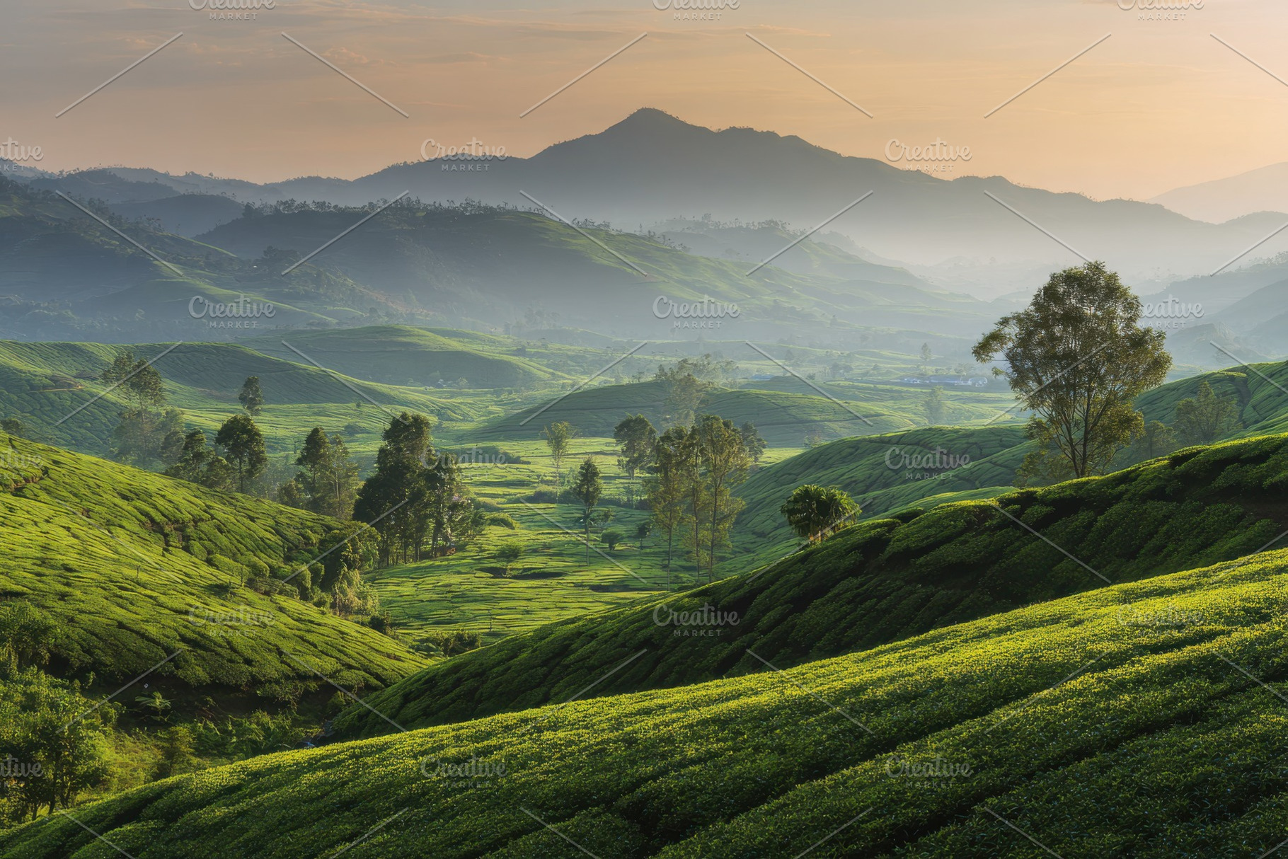 Serene Green Tea Plantation Mountain, a Photo by Pixeness Studio