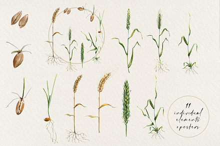 Wheat Life Cycle Clip Arts & Posters
