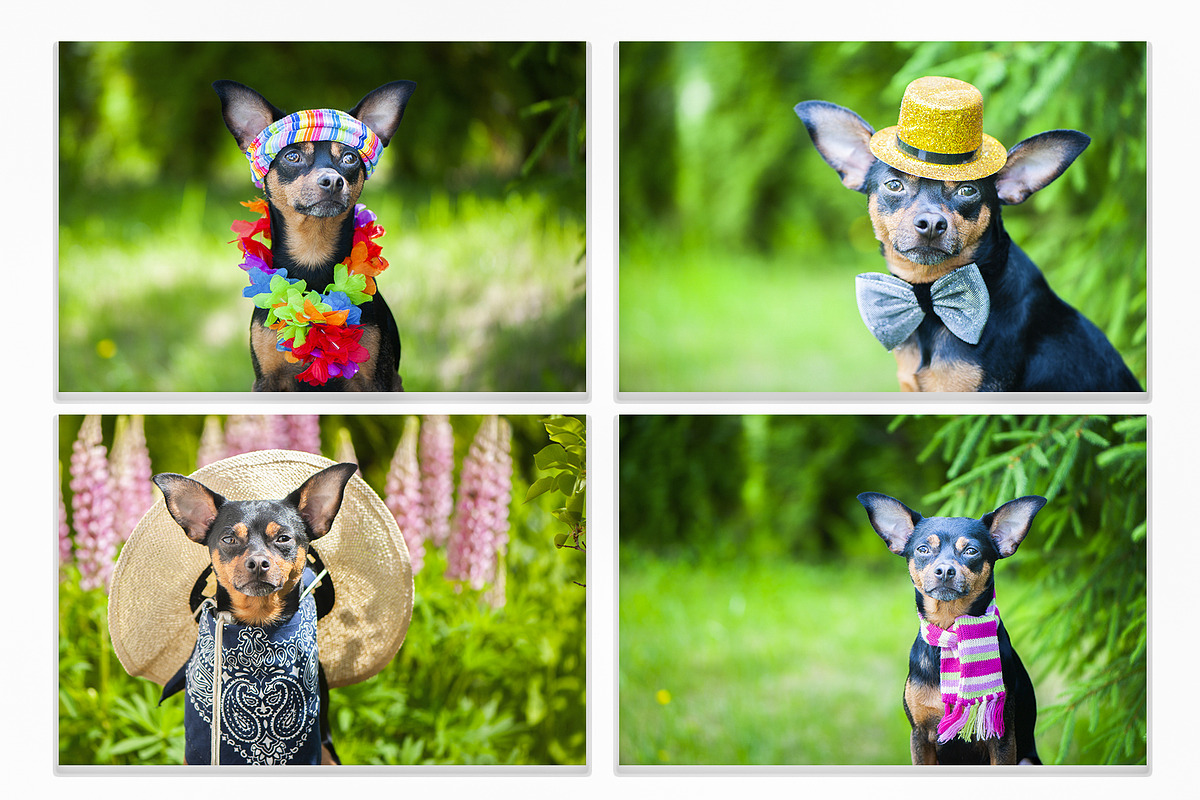15 Dog Styled Photos, an Animal Photo by WildStrawberry Magic (Photo 2 of 11)