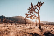 Joshua Tree Desert Wall Art, a Background Photo by Munopia (Thumbnail 10 of 10)
