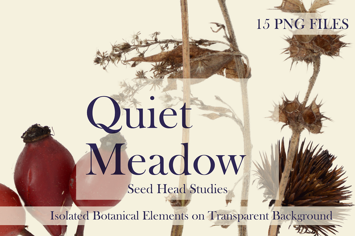 Quiet Meadow – Seed Head Studies, an Object Graphic by Aga Silva (Photo 3 of 4)