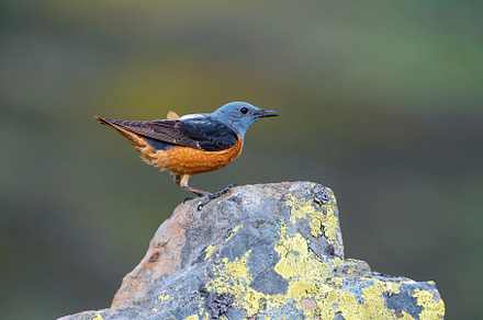 Male common rock thrush perched on a rock., an Animal Photo by CreativePhotoSpain
