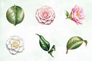 Camellia Flower Bloom PNG Clipart, an Illustration by Creative Art (Thumbnail 2 of 10)