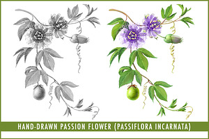 Passion Flower Pencil Illustration, an Illustration by Anna Repp Illustration
