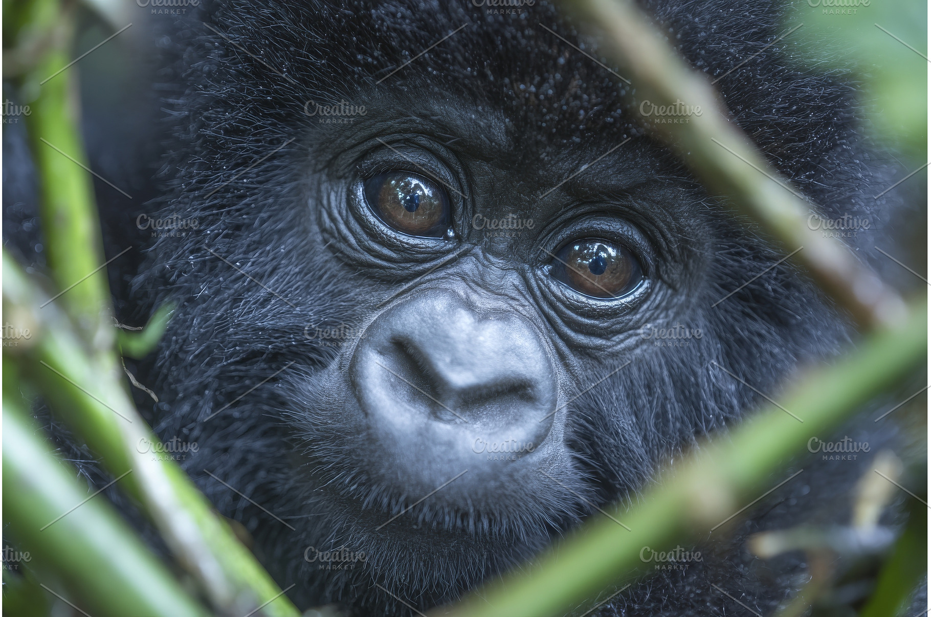 Gorilla beringei beringei, the, an Animal Photo by ZinetroN