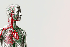 Anatomical illustration of male upper body showing detailed circ, a Health & Medical Photo by José Manuel Gelpi