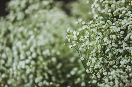 White flowers