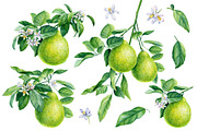 Watercolor fruits clipart, an Illustration by Hanna Hryharenka (Thumbnail 10 of 14)