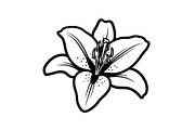 Black Lily Flower Vector Bundle, an Illustration by Designs_River (Thumbnail 28 of 51)