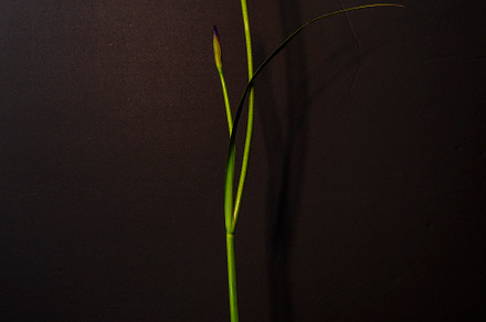 Siberian Iris Still Life, a Nature Photo by Jillian Butolph