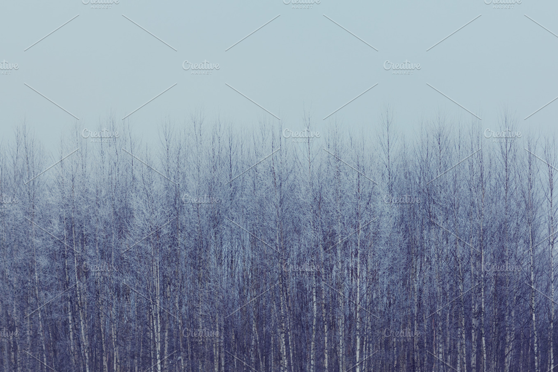 Birch trees. Snow covered, a Nature Photo by pashabo