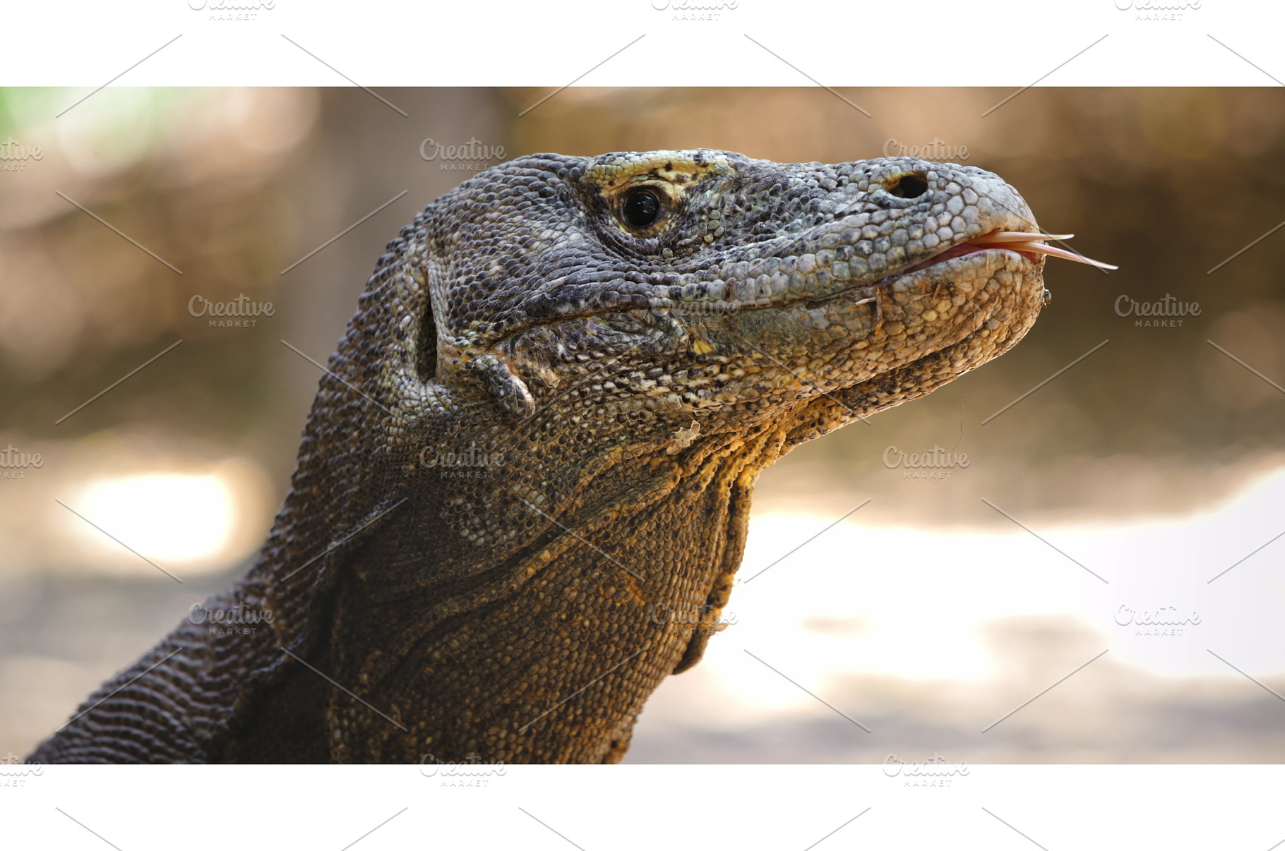 Komodo dragon sticking out tongue in, an Animal Photo by Goinyk