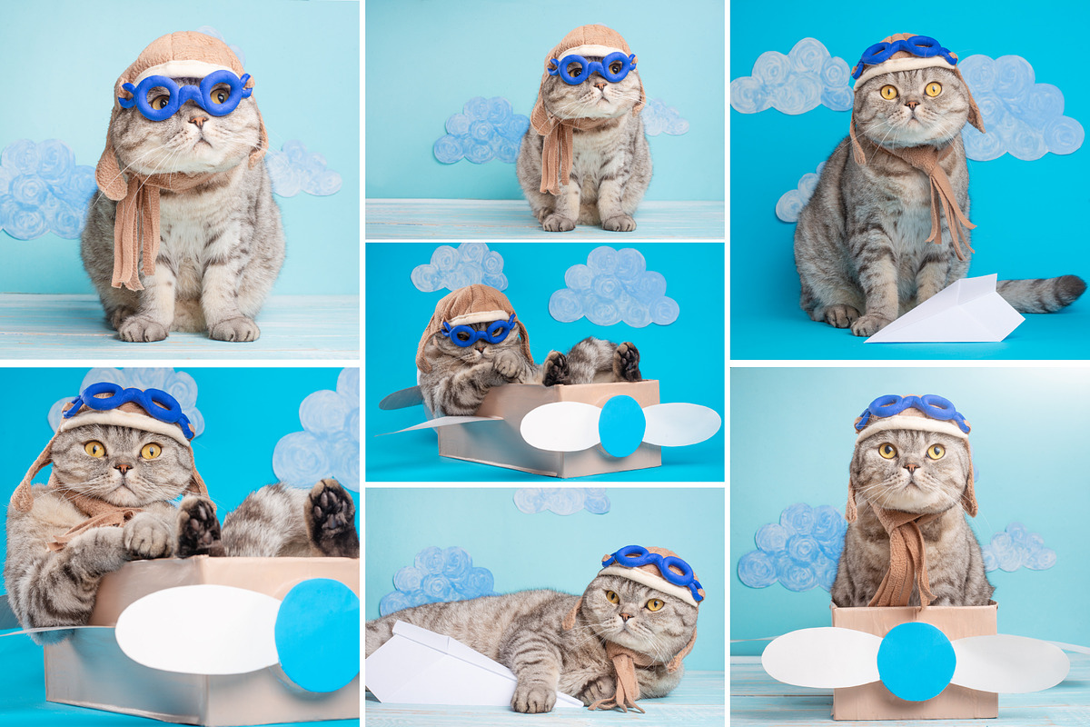 Funny Cat Pilot, an Animal Photo by AnStore (Photo 2 of 3)