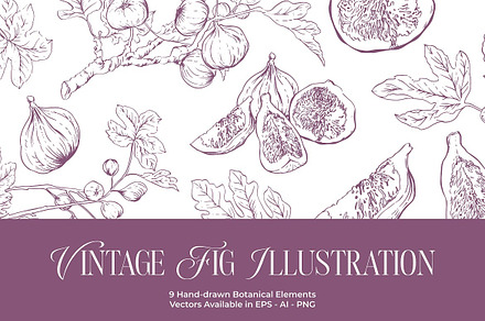 Fig Hand-drawn Botanical Elements, a Decorative Illustration by FDR Studio