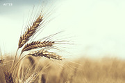 Fabulous Fades Lightroom Presets, an Action Add-On by Photography Planet (Thumbnail 1 of 5)