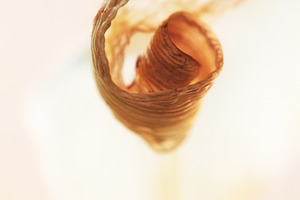 Vertical macro shot of a dry flower petal curled into a warm spiral. Extreme cl, a Nature Photo by Rohan Photography