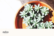 Retreat | Botanical Stock Photo Bund, a Nature Photo by MDSN Design (Thumbnail 5 of 16)