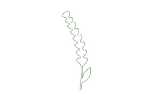 Delicate lavender flower rendered in, an Object Illustration by okskukuruza
