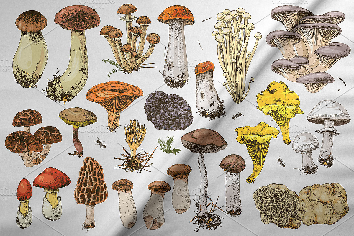 Hand drawn edible mushrooms set, a Food Illustration by handsketched (Photo 4 of 10)