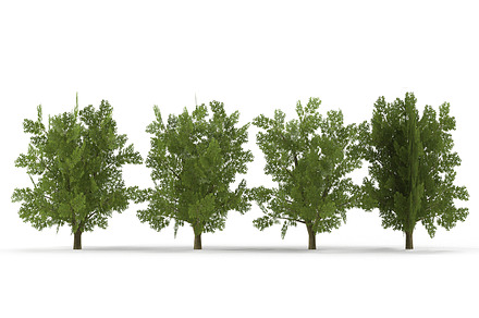 Oak Low Poly V1