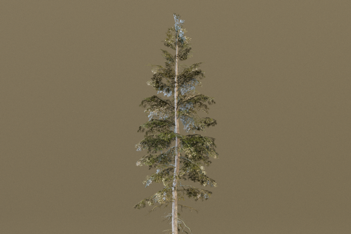 The Norway Spruce Tree, a Plants & Tree 3D Model by FuturePastCreatives (Photo 4 of 7)