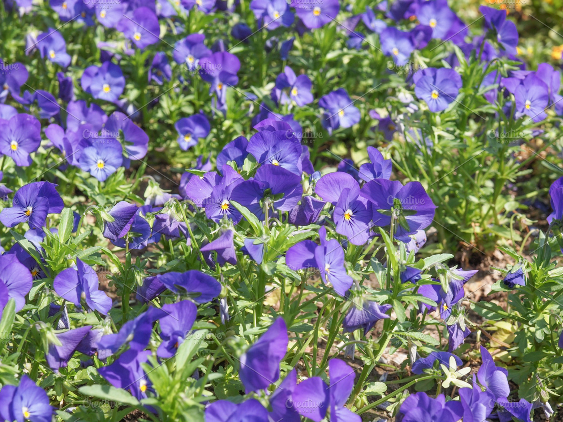 Viola flower stock photo containing nature and flower