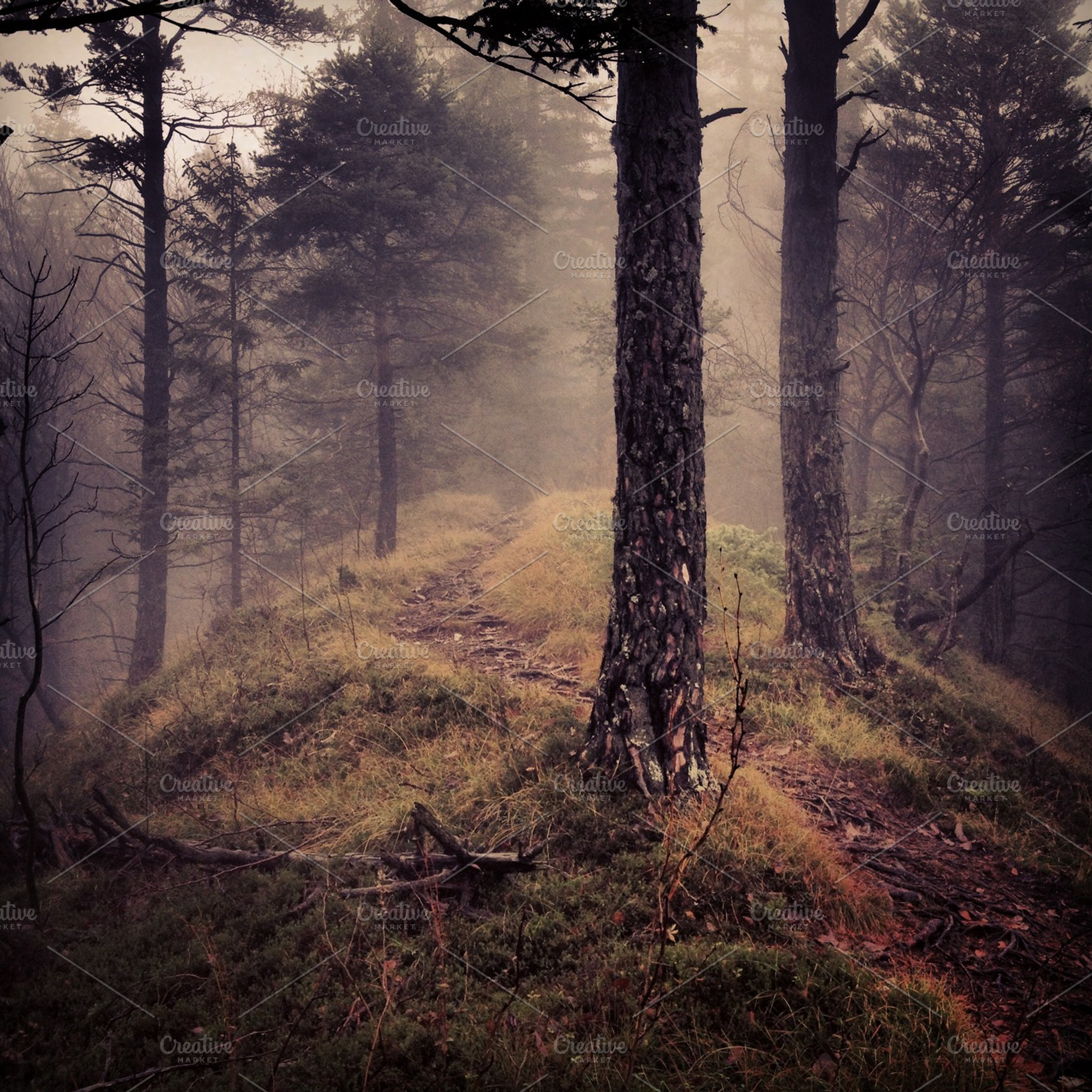 Dark And Gloomy Autumn Forest Containing Autumn Leaves And Leaf