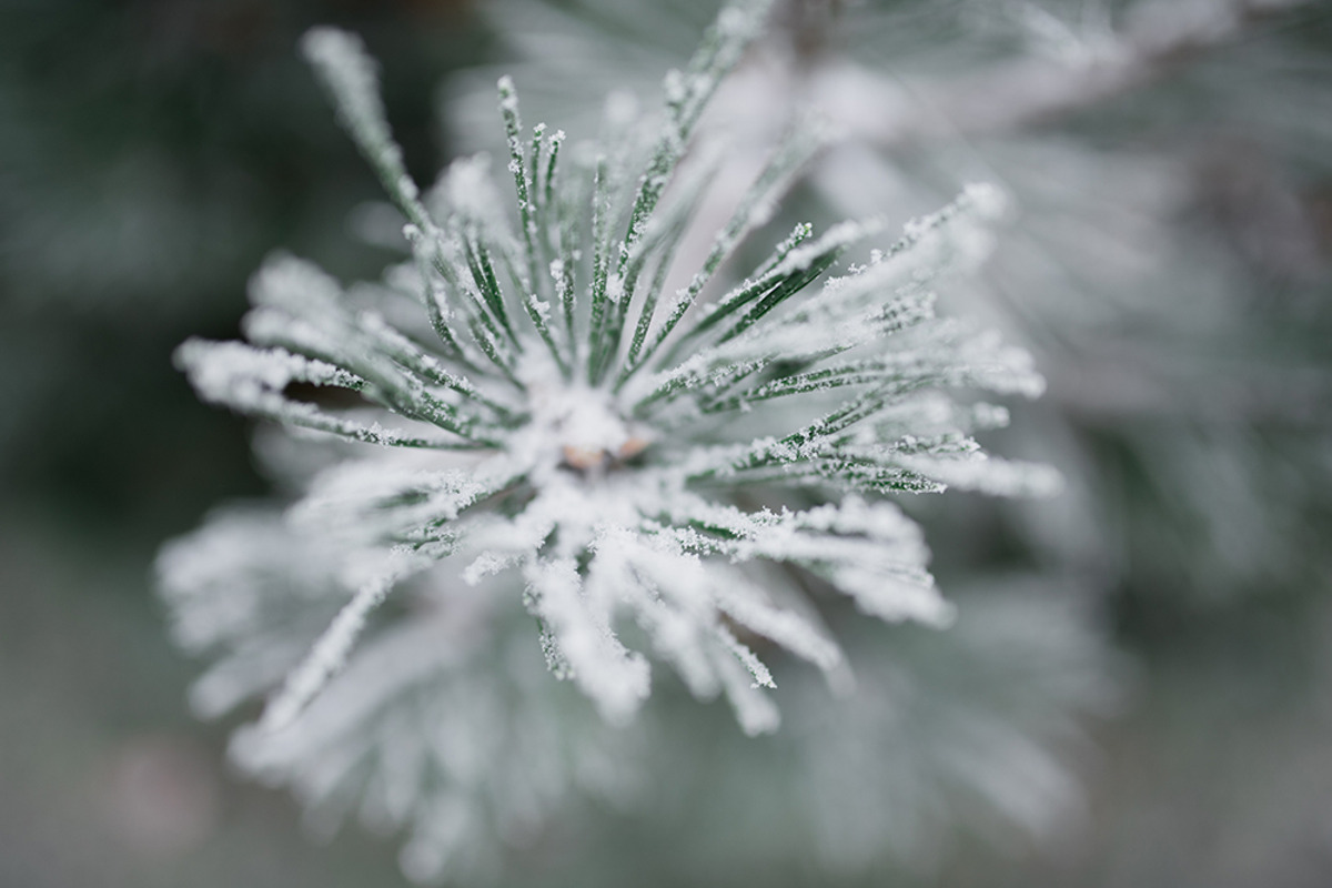 First snow on pine branch, a Nature Photo by So Still Studio (Photo 1 of 2)