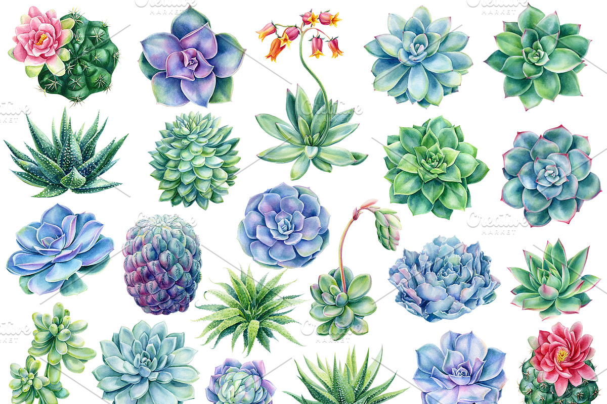 Succulents Botanical Watercolor, a Background Graphic by Hanna Hryharenka (Photo 3 of 15)