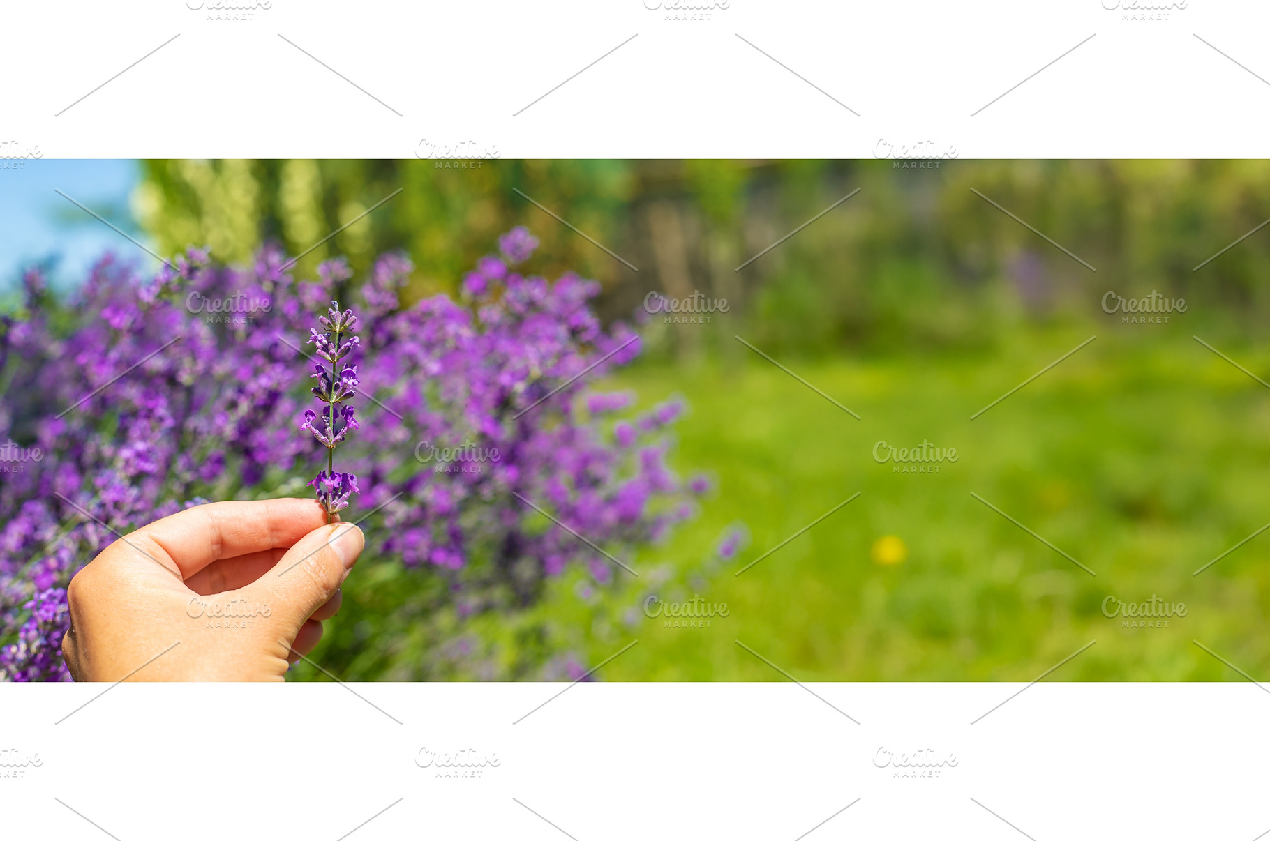 Lavender blooms in the garden, a Nature Photo by yanadjana