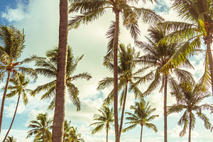 branches of coconut palms, a Nature Photo by Maria Kray