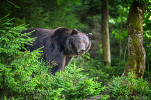 Brown bear standing among lush green foliage in a forest, surrou