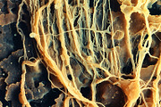 72 Microscopic Fungi Backgrounds, a Background Graphic by h.utomo (Thumbnail 9 of 72)