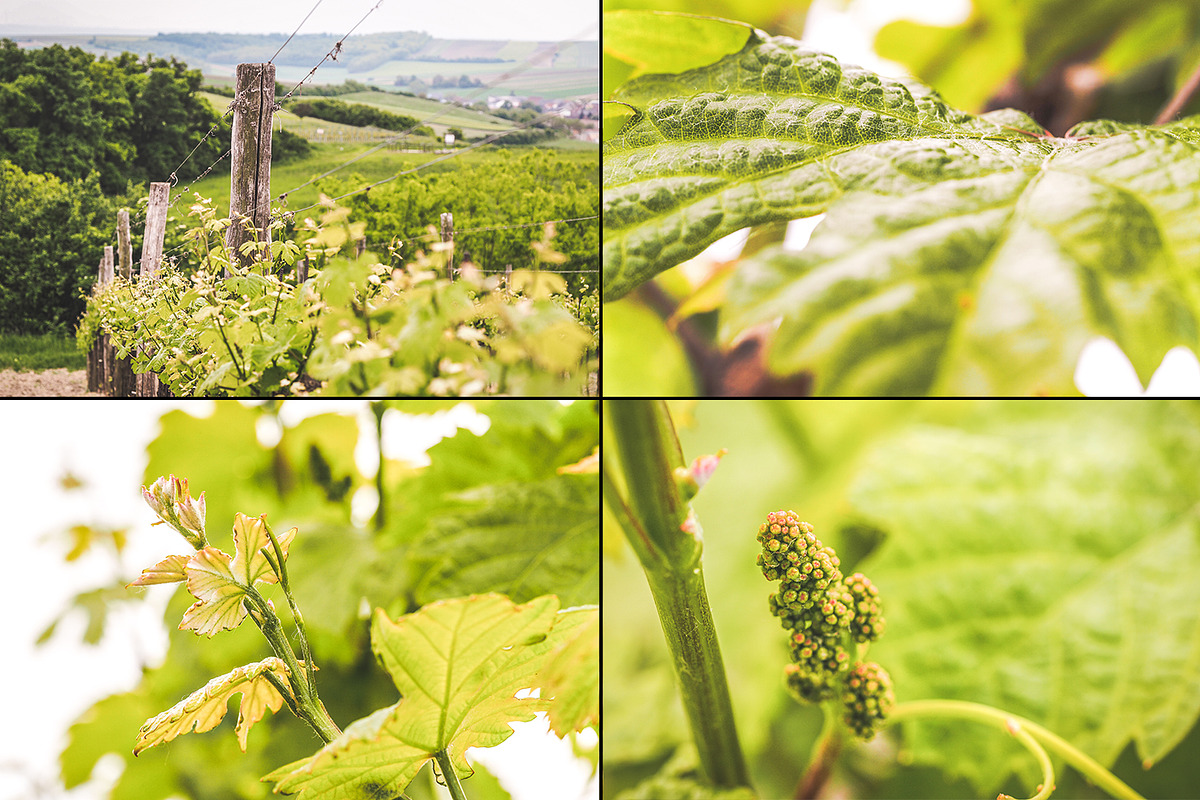 Viticulture /32 pics, a Brushes & More by tydla (Photo 9 of 9)