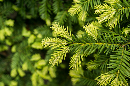 Ripe Juniper Berries preview 2