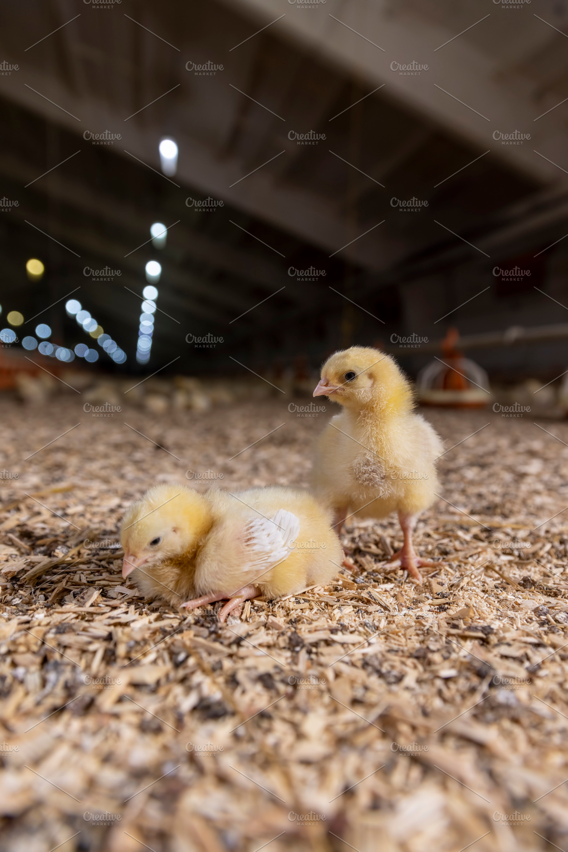two chickens in a poultry farm on sawdust, chicken chicks about three days old, a Photo by MyPhotos