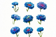 Whimsical cornflower Flower Clipar, an Illustration by Designworld (Thumbnail 4 of 7)
