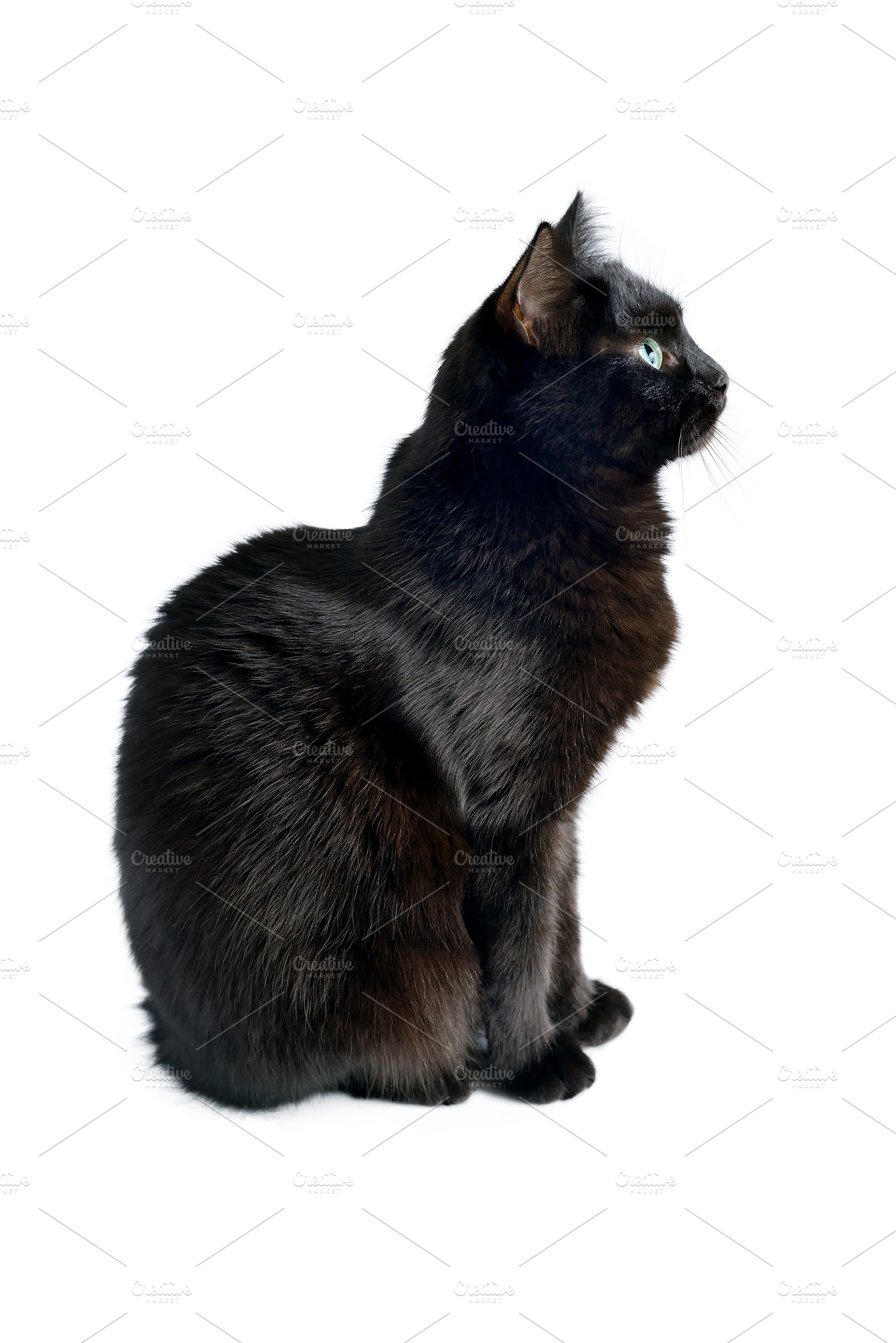 Black cat is sitting on a white featuring black cat, white, and isolated, an Animal Photo by FedotovAnatoly