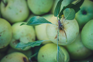 Apple Season Photoset Coll.1