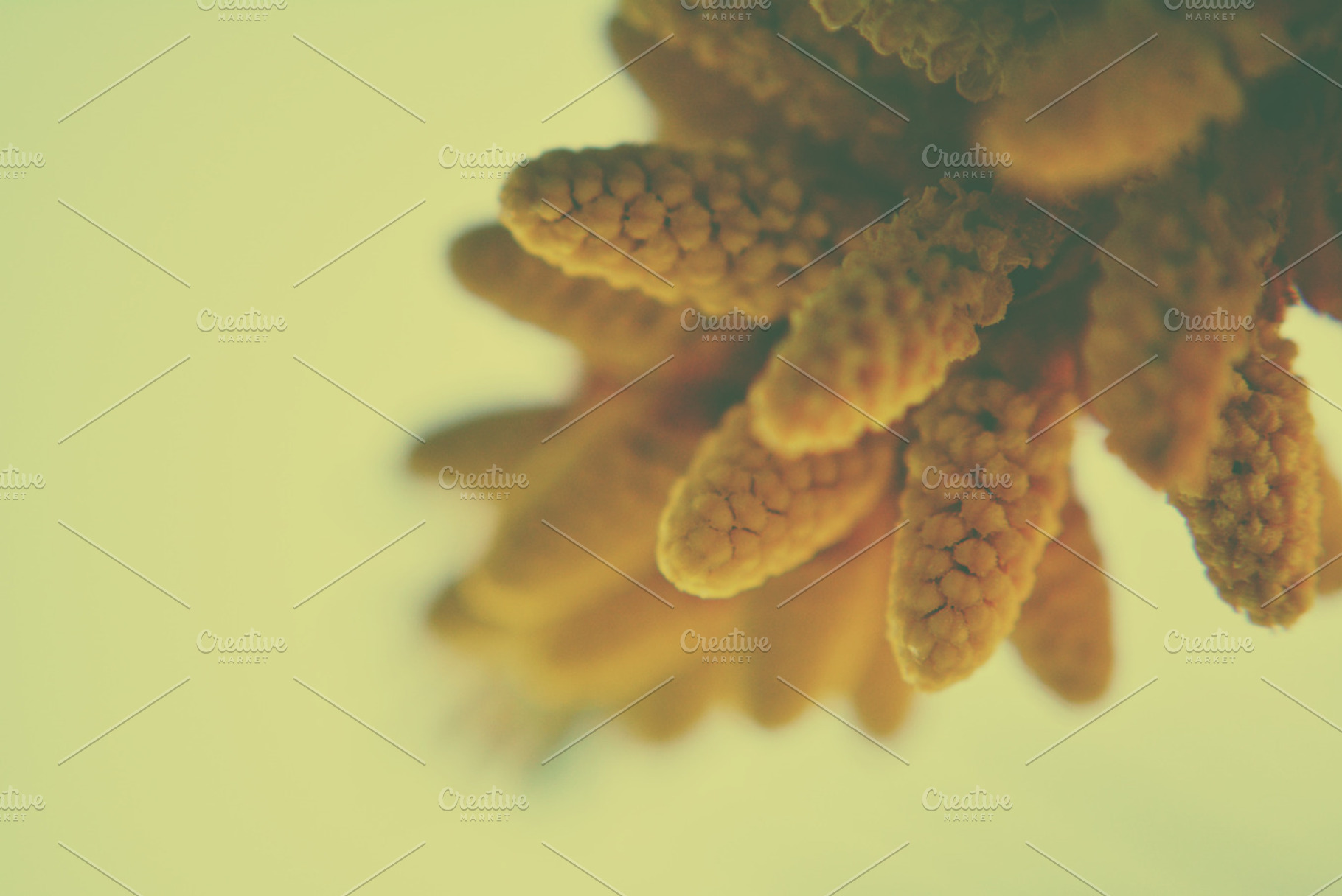 Cones containing cones, abstract, and closeup