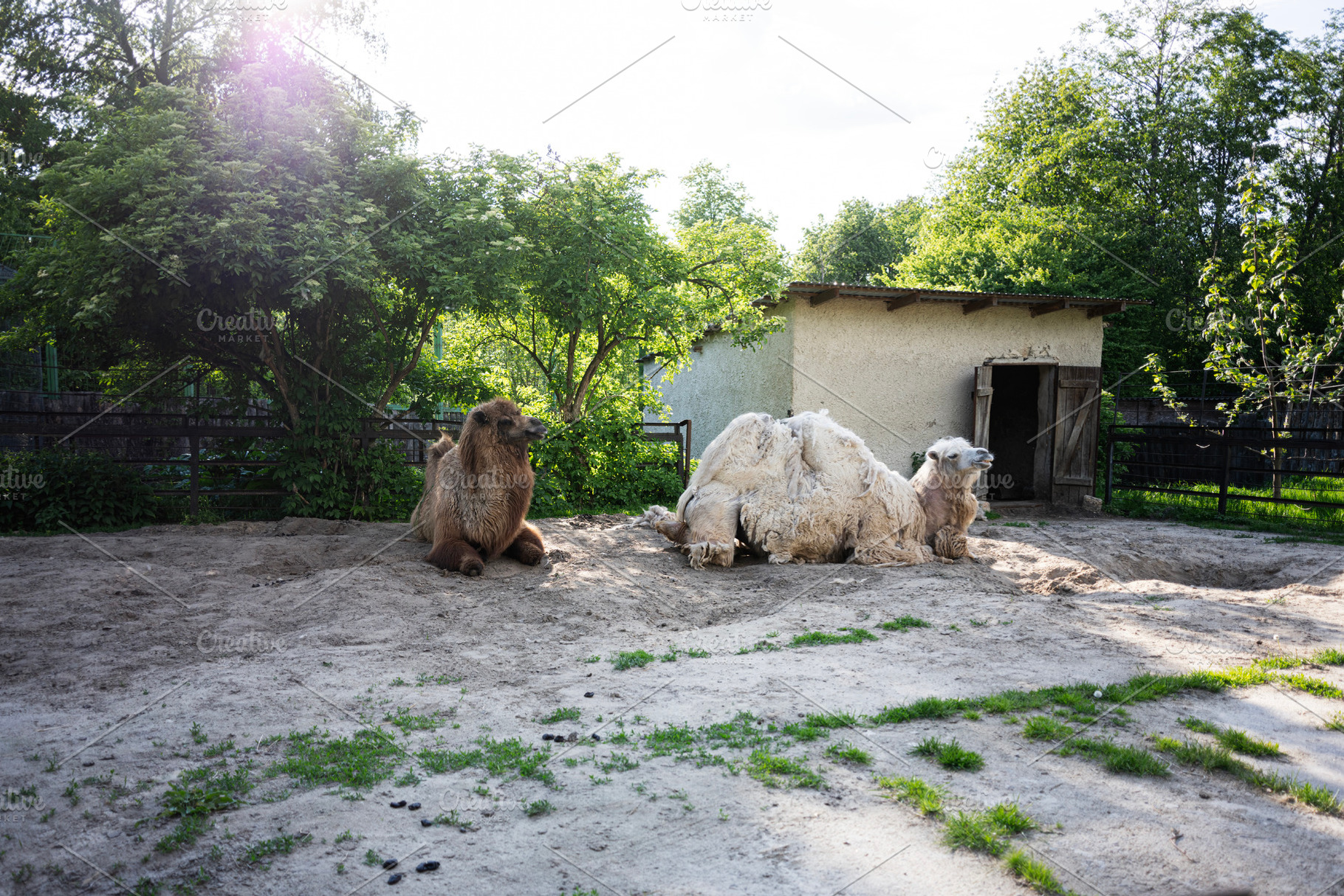 Two camels resting in a sunny zoo enclosure alongside lush green surroundings, a Photo by AS photostudio