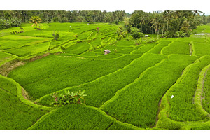 Ubud rice terraces creating patterns