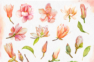 Watercolor Coral Magnolia