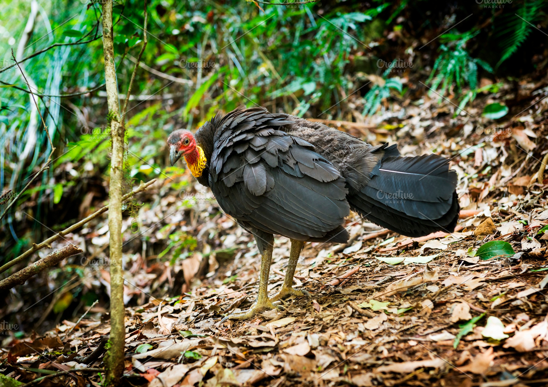 Brush Turkey, an Animal Photo by THP Creative