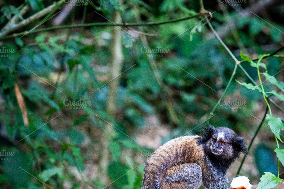 Brazilian Marmoset in the Forest, an Animal Photo by HiLine (Photo 4 of 11)