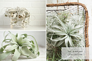 The Airplant Collection, a Nature Photo by Greenleaf Images (Thumbnail 7 of 7)